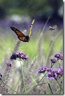pratiquez.le.papillonnage.en.seduction.photo.jelrdan