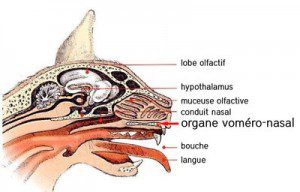 Anatomie Il est situé sous la surface intérieure du nez, et relié à la bouche par deux petits conduits qui arrivent juste derrière les incisives. Dans une certaine mesure, il est une sorte de pont entre l'odorat et le goût. Mais la réalité, c'est qu'après des millions d'années d'évolution, il est devenu, chez le chat et les félins tout au moins, une sorte de détecteur à phéromones ultra-puissant. Les reptiles en ont un et l'utilisent aussi dans le cadre de leurs sorties coquines.